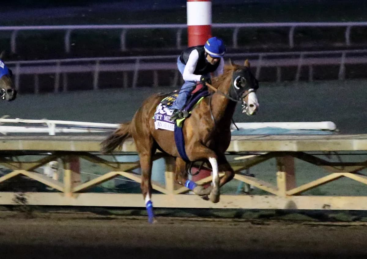 Breeders' Cup betting guide: Tiz The Law, Authentic, Improbable lead stacked field